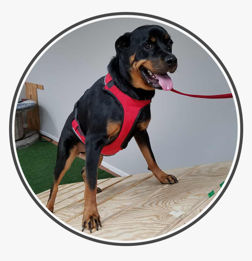 Doggy2 - Rottweiler, HD Png Download