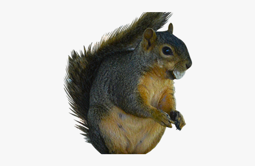 Squirrel Clipart Ground Squirrel - Fox Squirrel, HD Png Download