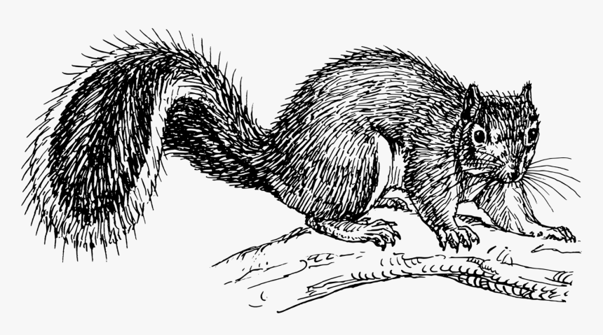 Vector Squirrel Tree Silhouette - Squirrel In Tree Drawing, HD Png Download