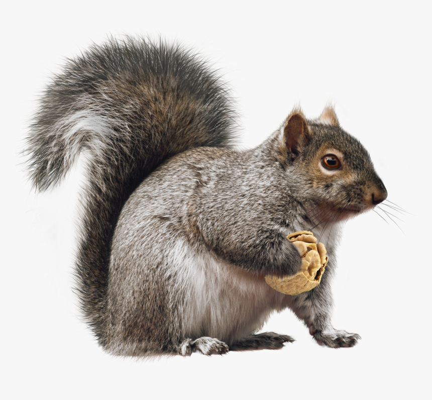 Clip Art Fox Rodent Transprent Png - Squirrel, Transparent Png