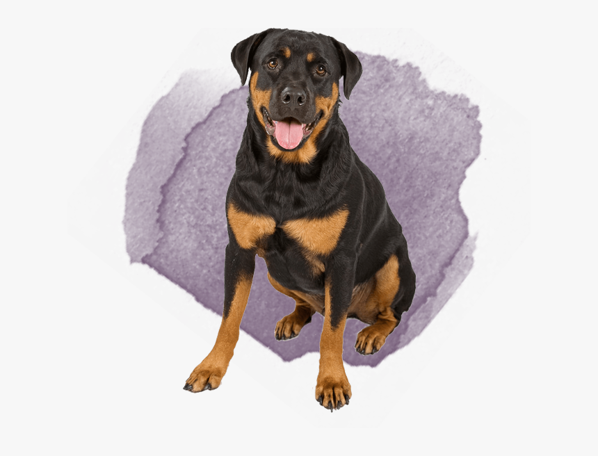 German Rottweiler And German Shepherd, HD Png Download