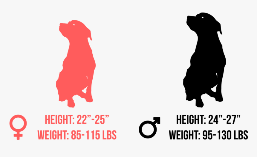 Rottweiler - Guard Dog, HD Png Download