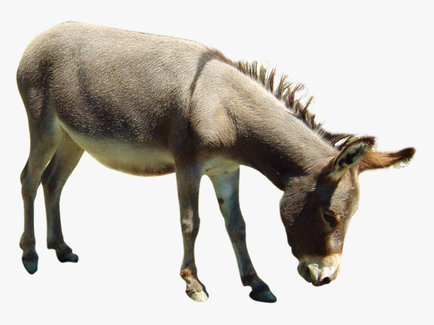 Ảnh Động Con Ngựa, HD Png Download