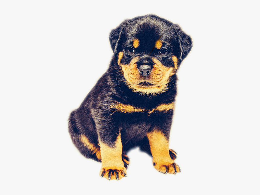 Rottweiler Dog, HD Png Download