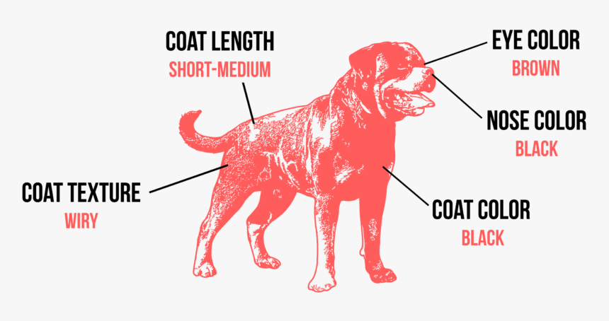 Rottweiler - Rottweiler Silhouette Clip Art, HD Png Download