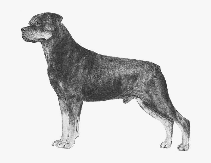 Rottweiler - Rottweiler Sketch, HD Png Download