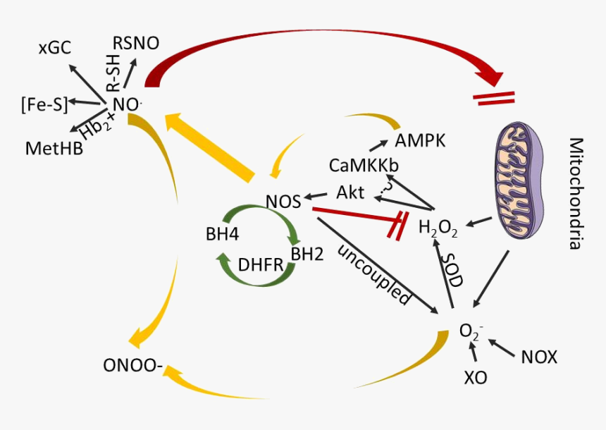 Diagram, HD Png Download