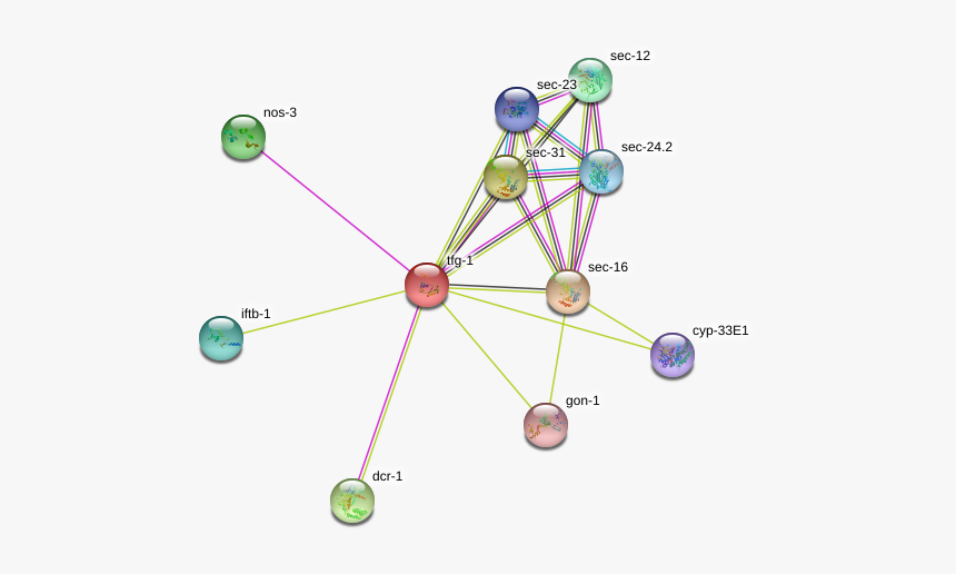 Tfg-1 Protein - Circle, HD Png Download