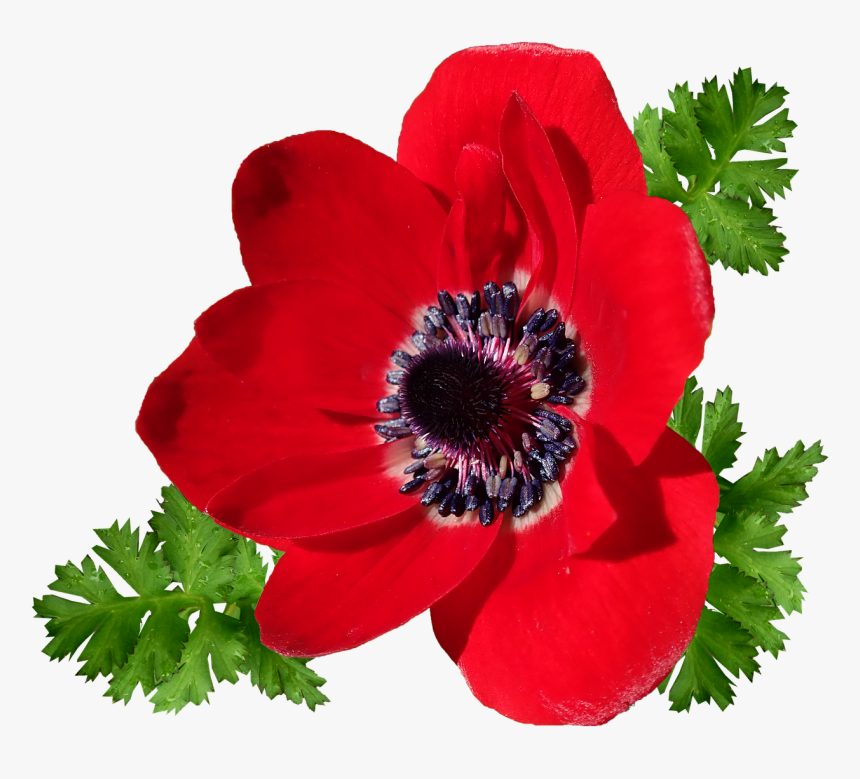 Anemone, Red, Single Flower, Garden, Nature, Cut Out - Corn Poppy, HD Png Download