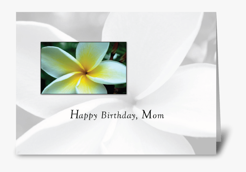 Mom Birthday Single Flower Greeting Card - Frangipani, HD Png Download
