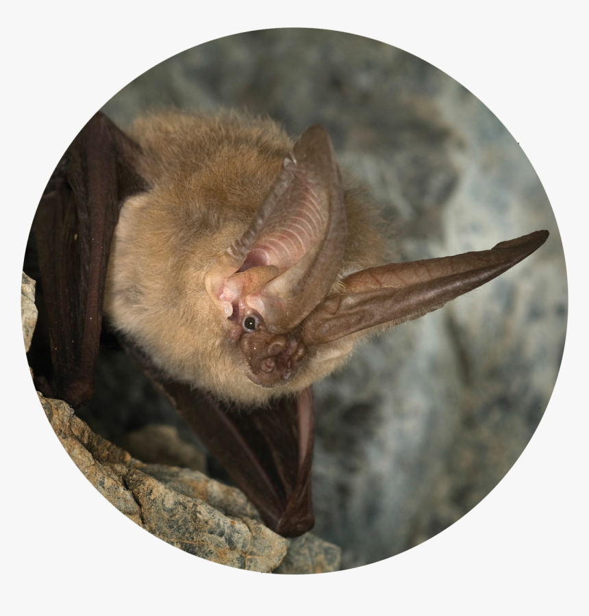Photo Courtesy Of
fightwns - Townsend Big Eared Bat, HD Png Download