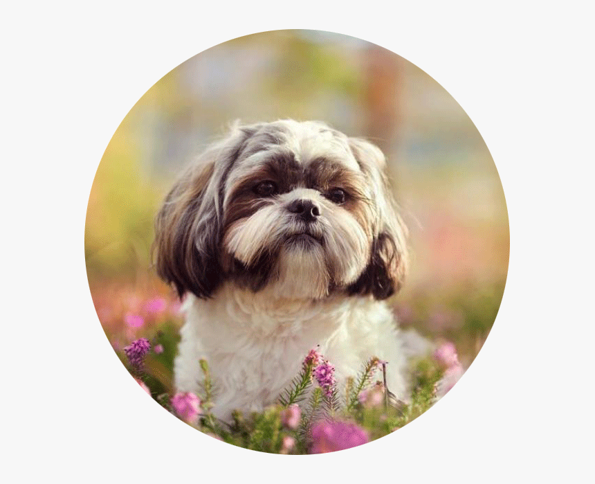 Cutest Hypoallergenic Dog Breeds, HD Png Download