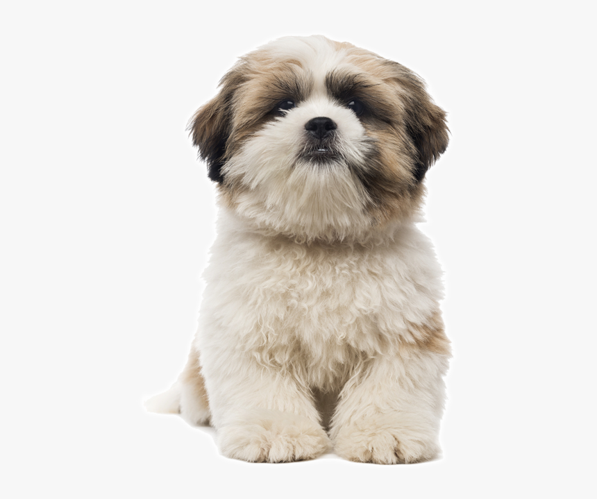 Cachorro Shih Tzu Como Cuidar - Dog Grooming Shapes, HD Png Download