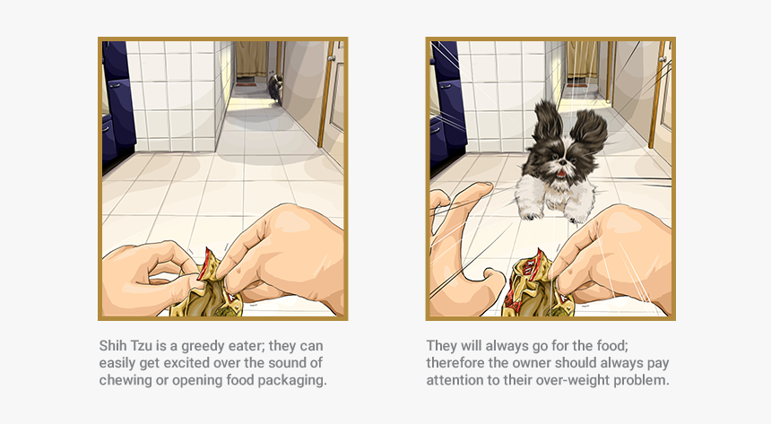 Shih Tzu - Pug, HD Png Download