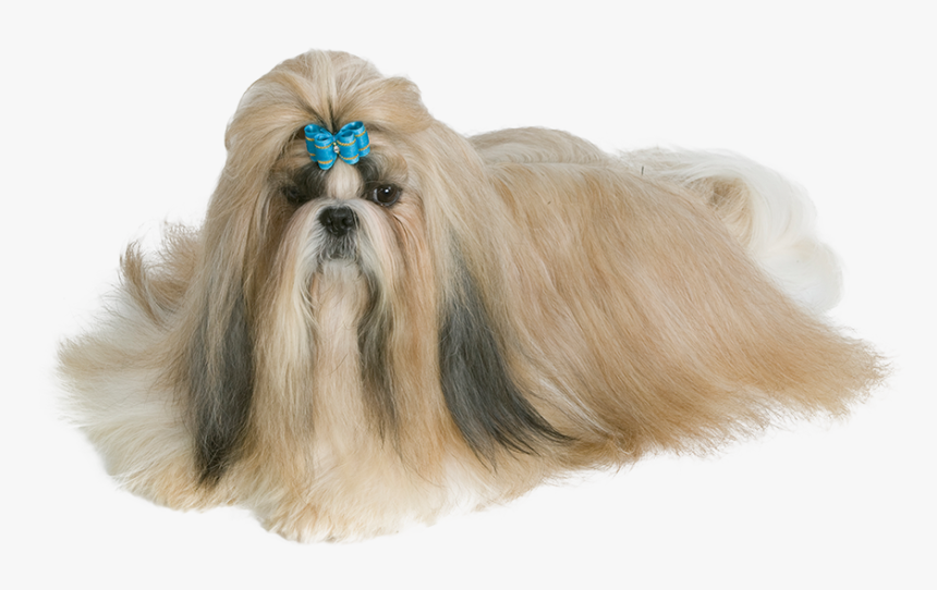 Transparent Shih Tzu Png, Png Download