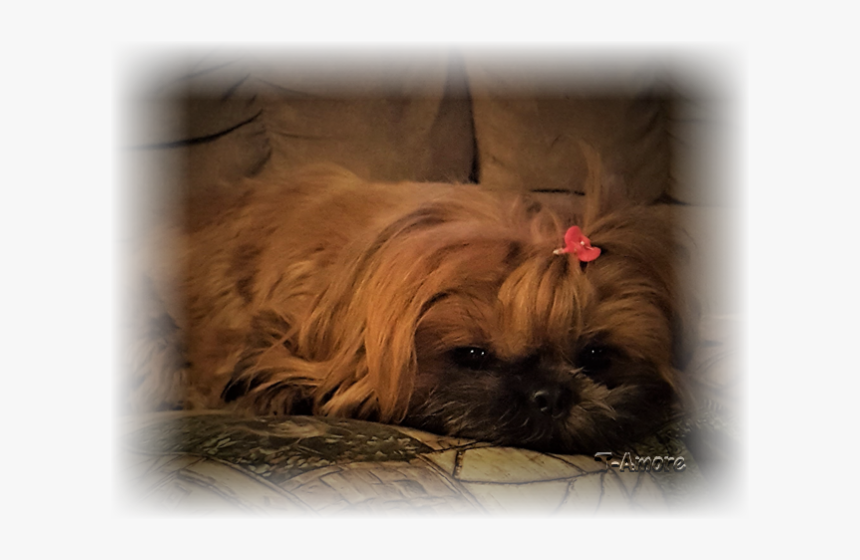 Clip Art T Amore Bettylou Barrone - Shih Tzu, HD Png Download
