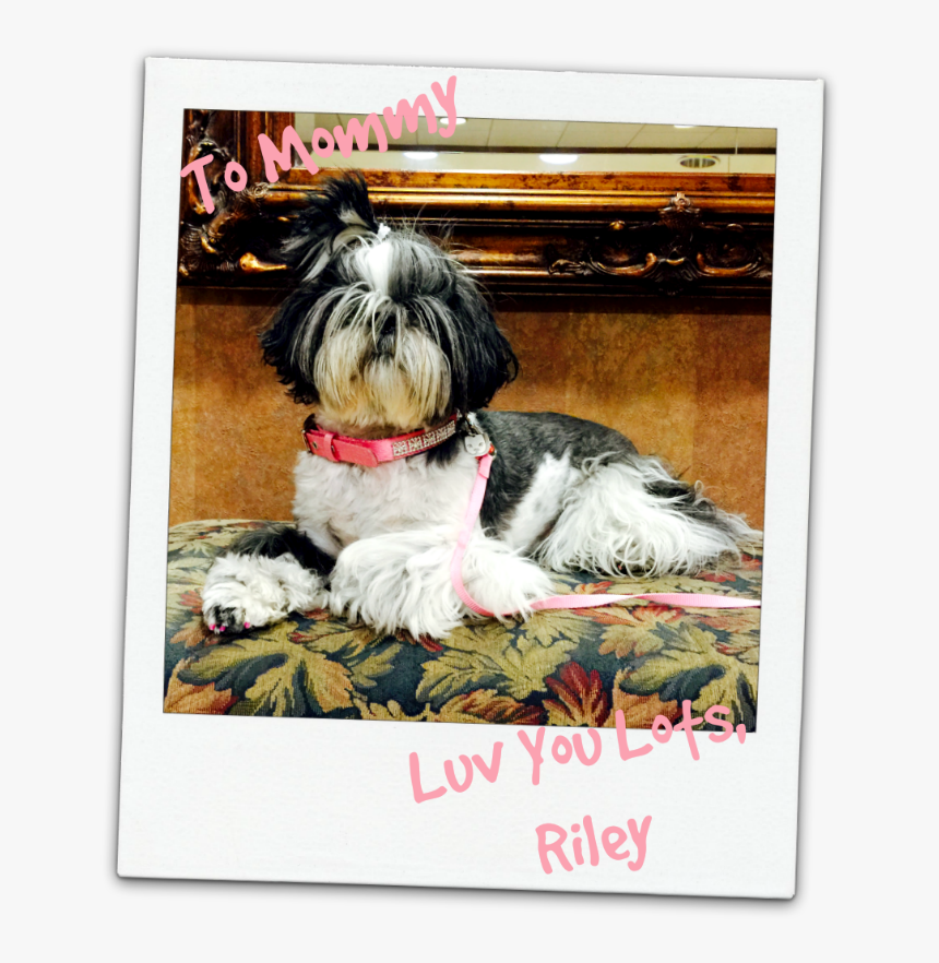 Shih Tzu Love, HD Png Download