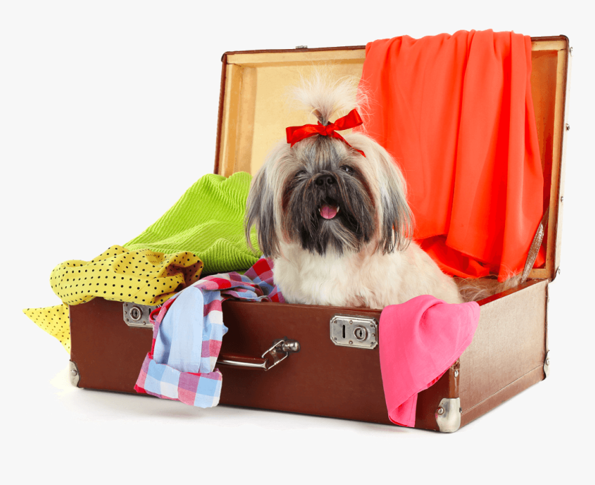 Tibetan Terrier, HD Png Download