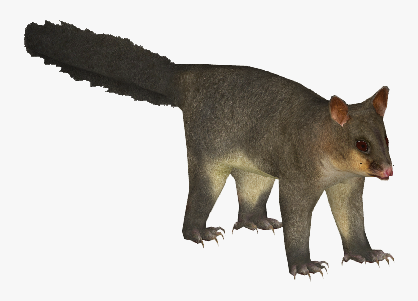 Common Brushtail Possum - Png Image Of Possum, Transparent Png