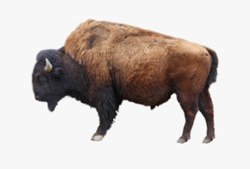Bison Png, Transparent Png