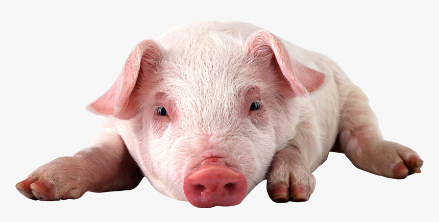 Physically Impossible For Pigs To Look Up Into The, HD Png Download