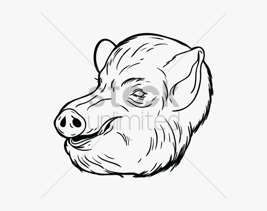 Free Pig Face Vector Image - Sketch, HD Png Download