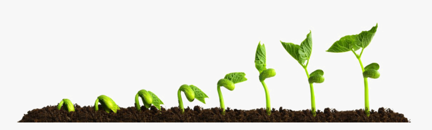 Growing Plant Png, Transparent Png