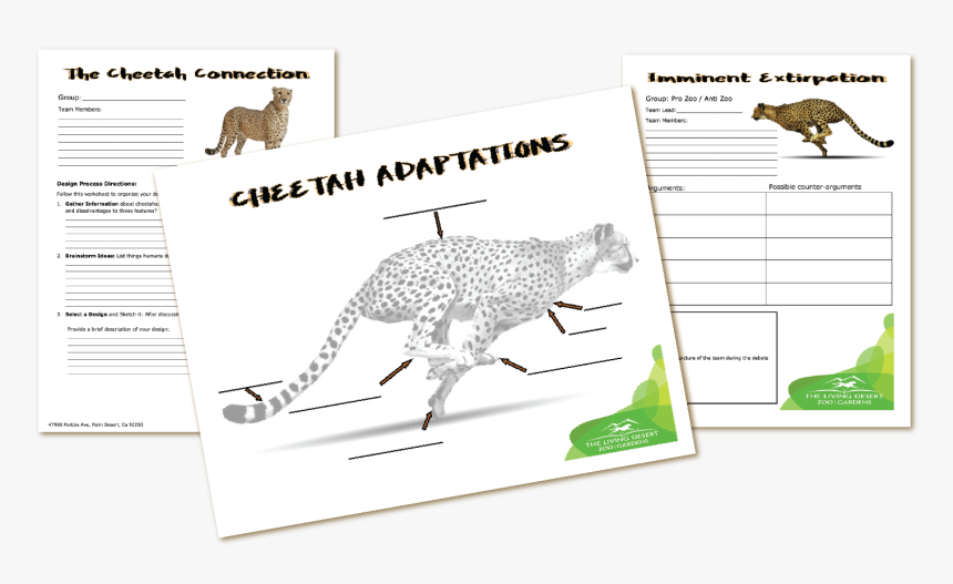 Cheetah, HD Png Download