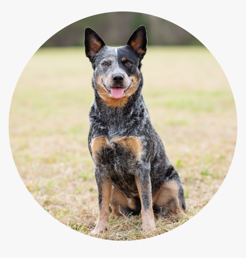 Transparent Jenga Png - Australian Stumpy Tail Cattle Dog, Png Download