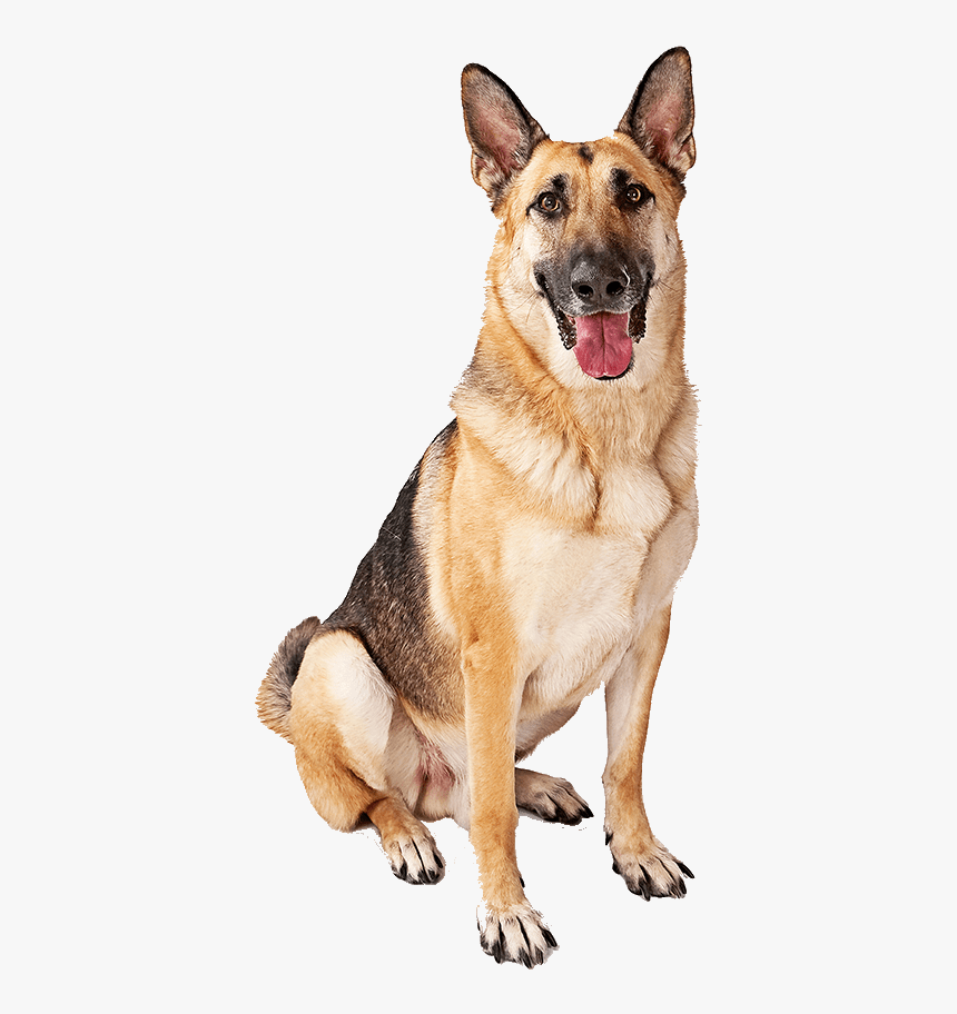 German Shepherd Sitting - German Shepherd Dog Puppies Puppy, HD Png Download