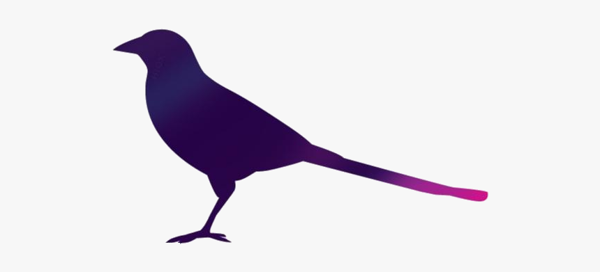 Magpie Bird Vector Png - Crow, Transparent Png