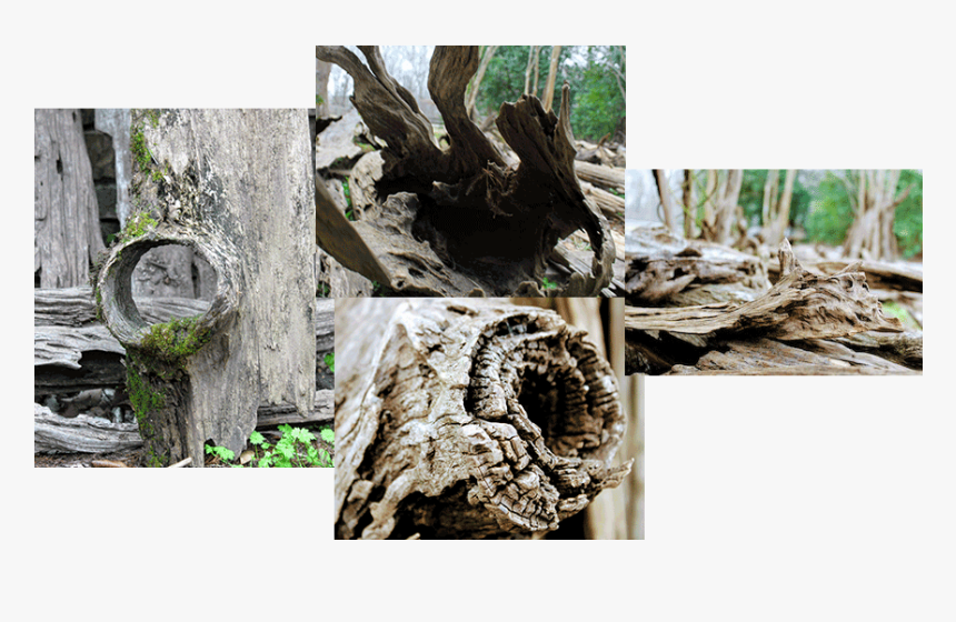 Premium Quality Driftwood - Driftwood, HD Png Download