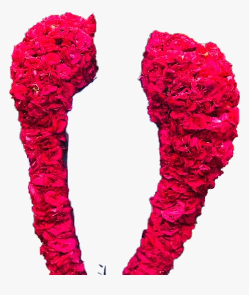 #roja Malai Png - Rose, Transparent Png