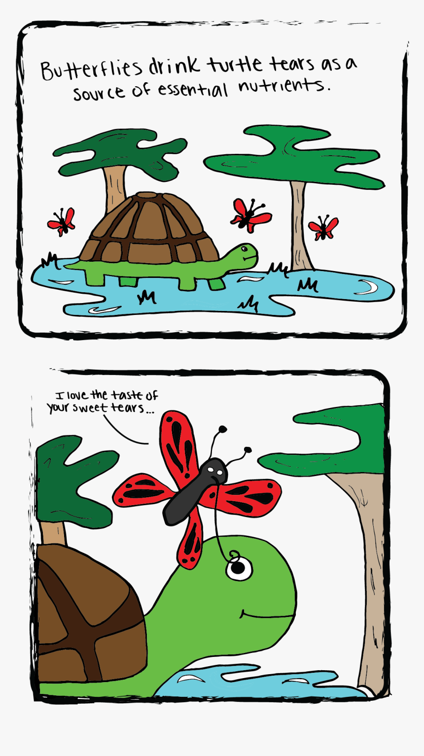 Sweet Turtle Tears, HD Png Download