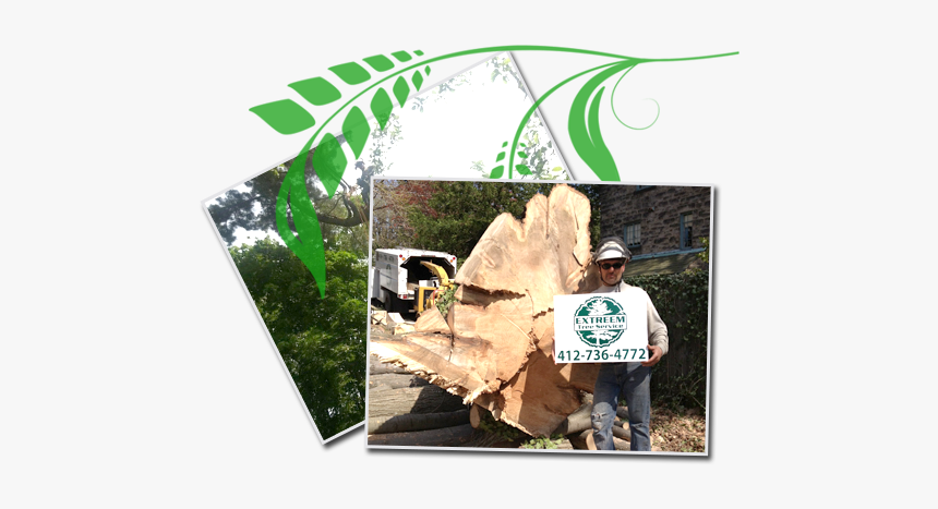 Stump Removal - Tree, HD Png Download