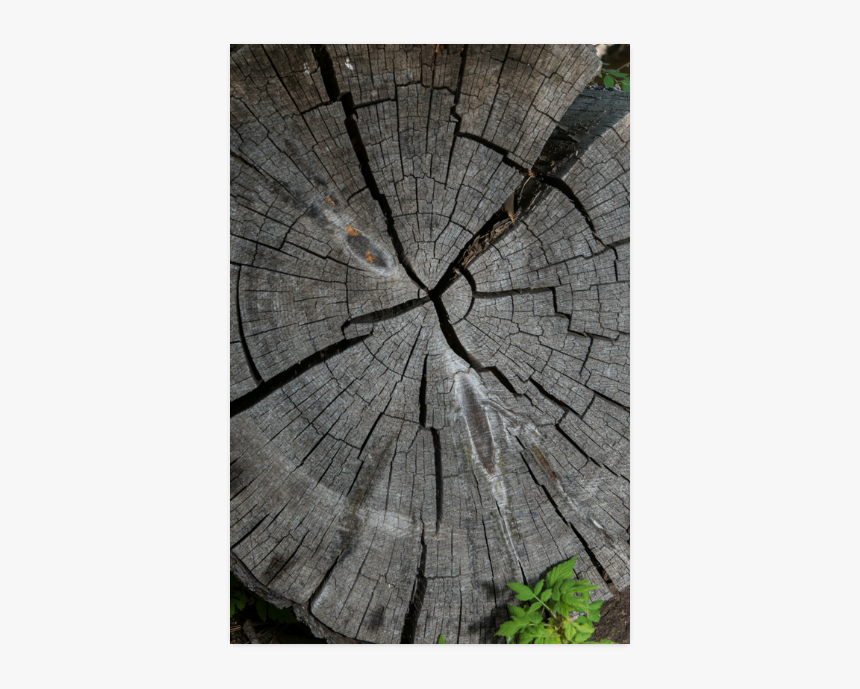 Dried Tree Stump Poster 20 X30 - Tree Stump, HD Png Download