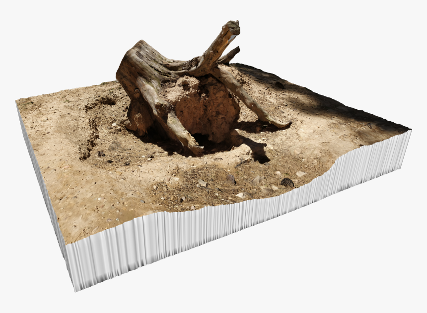 Tree Stump Png, Transparent Png