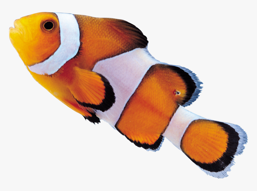 Clown Fish Png - Drawing A Clown Fish, Transparent Png
