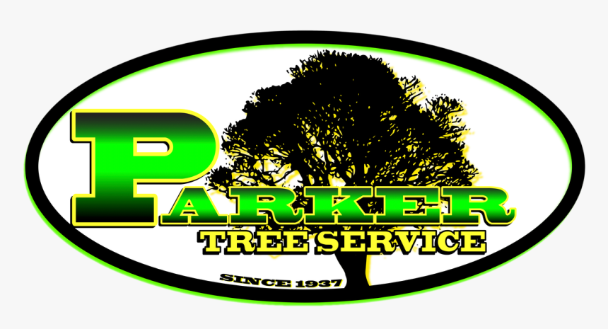 Picture - Silhouette Tree Shadow Png, Transparent Png