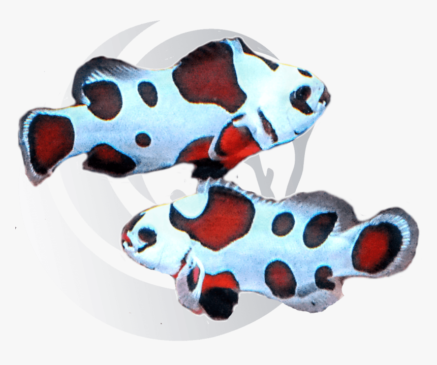 Mocha Storm Clown Fish 
 Class Cbb Loupe None 
 Data - Mocha Storm Clownfish, HD Png Download
