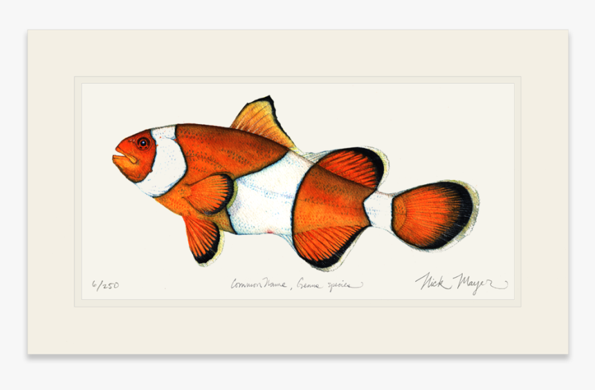 Clownfish - Coral Reef Fish, HD Png Download