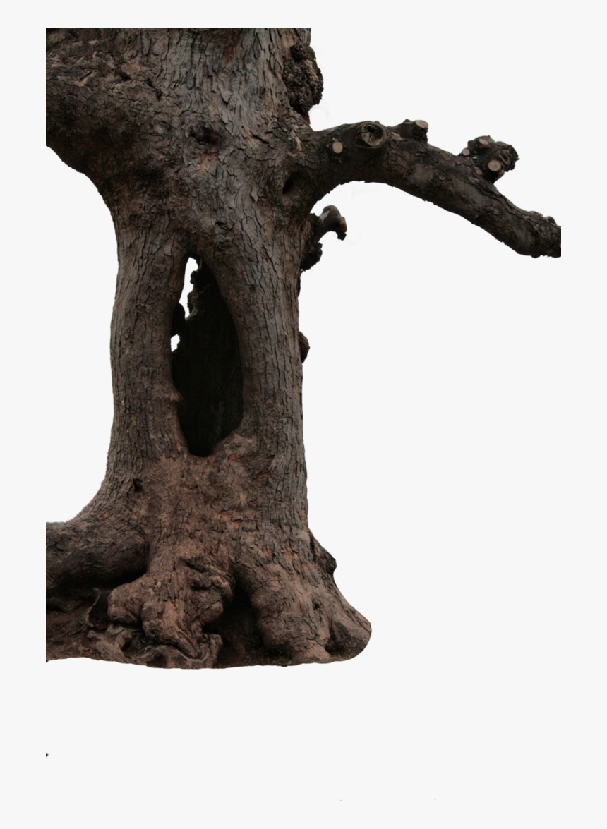 Transparent Tree Stump Clipart Free - Big Tree Png Hd, Png Download