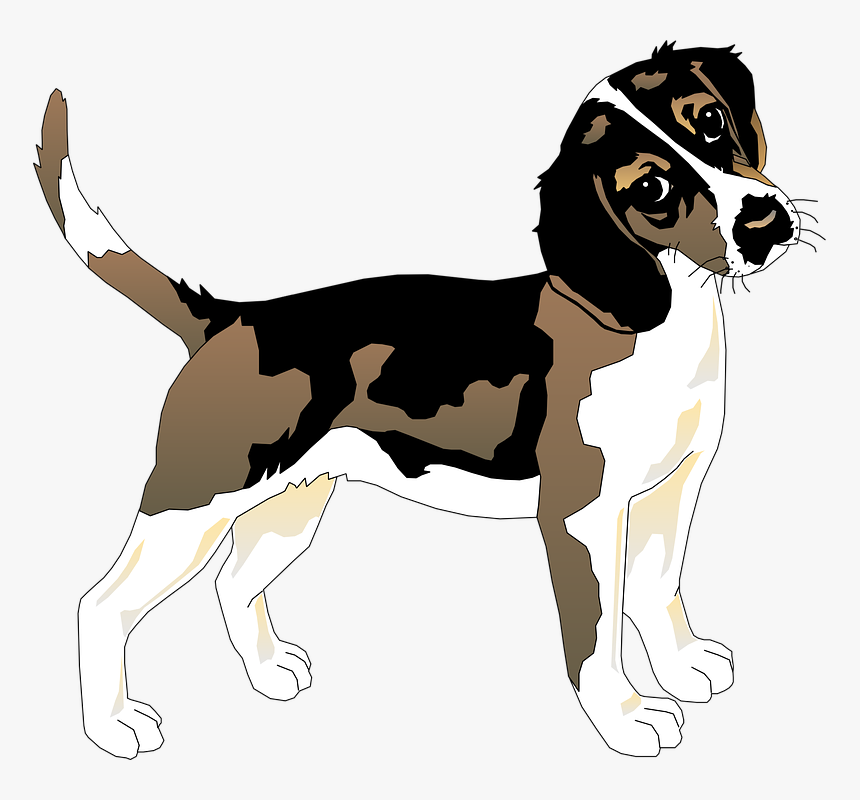 Black, White, Dog, Beagle, Pet, Animal, Mammal, Fur - Datos Curiosos Del Perro, HD Png Download