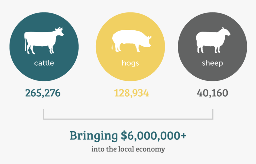 Sheep, HD Png Download