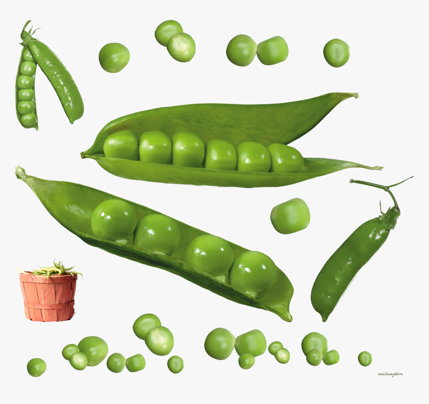 Best Free Pea Icon Png - Зеленый Горошек Пнг, Transparent Png