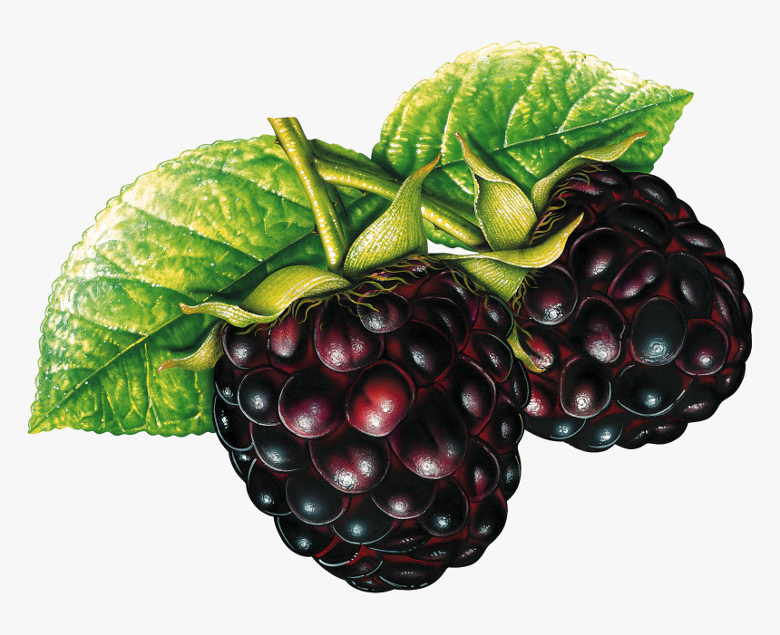 Blackberry Png - Blackberry Clipart Transparent Background, Png Download