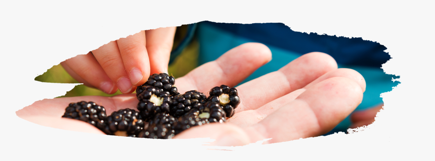 Both Are A Dark Purple/black Color, But Blackberries - Seedless Fruit, HD Png Download