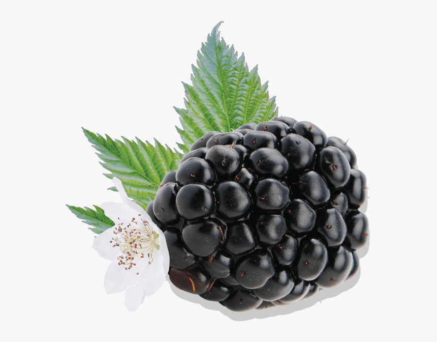 Brombeeren Png, Transparent Png