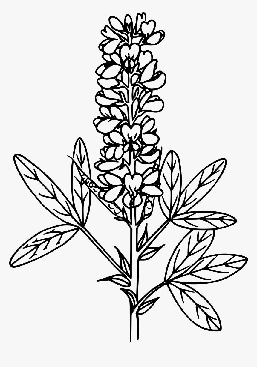 Mountain Pea Clip Arts - Clip Art, HD Png Download