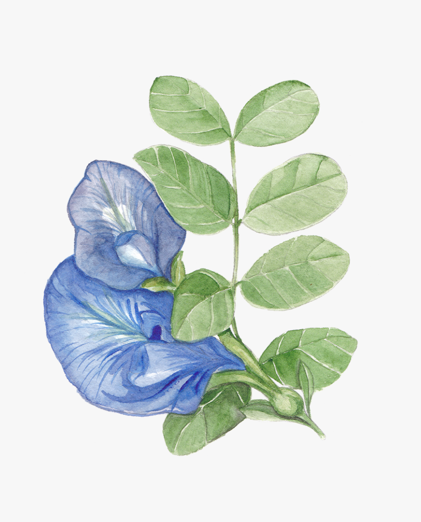 Blue Butterfly Pea Flower Png Butterfly pea flower tea butterfly pea